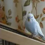 Ich bin das Paulchen