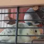 Peter und Püppi