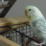 Püppi die  kleine