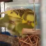 Paulinchen