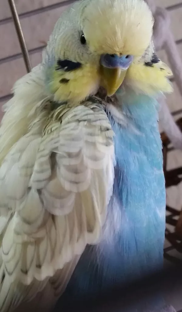 Wellensittich-Bild: Fips schaut beim Putzen auf.