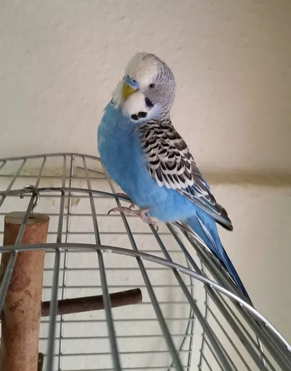 Wellensittich-Bild: unser kleiner Schatz