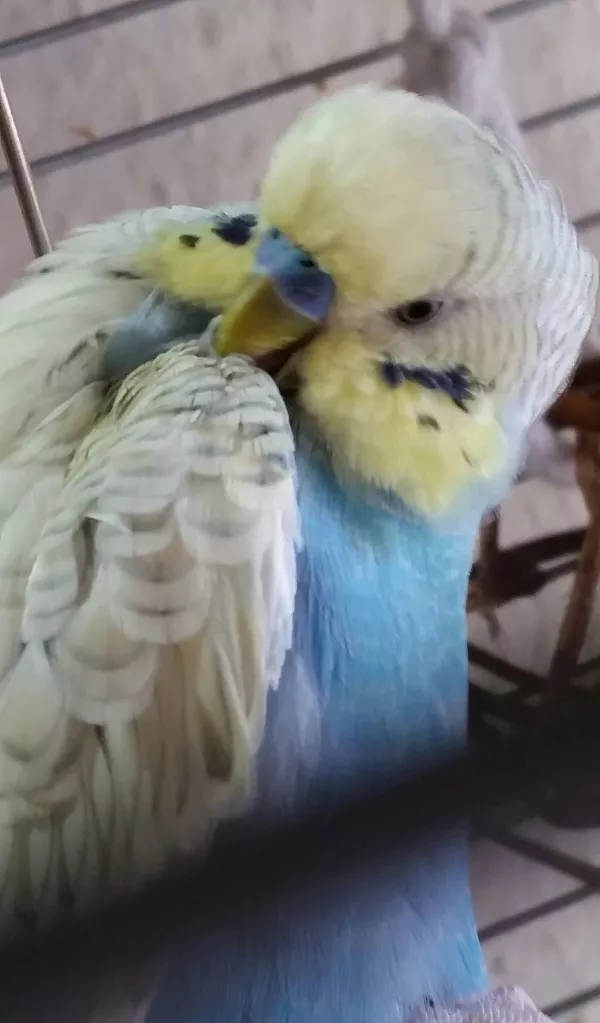 Wellensittich-Bild: Auch die Flügel müssen hübsch aussehen