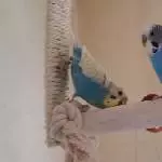 Kamikaze Fips und Hasi Hasenfuß