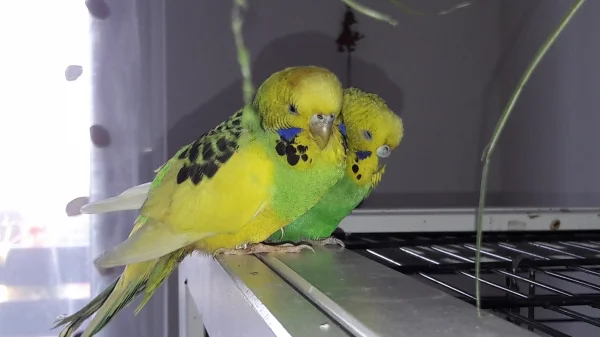 Wellensittich-Bild: Bonny und Missy beim ausruhen