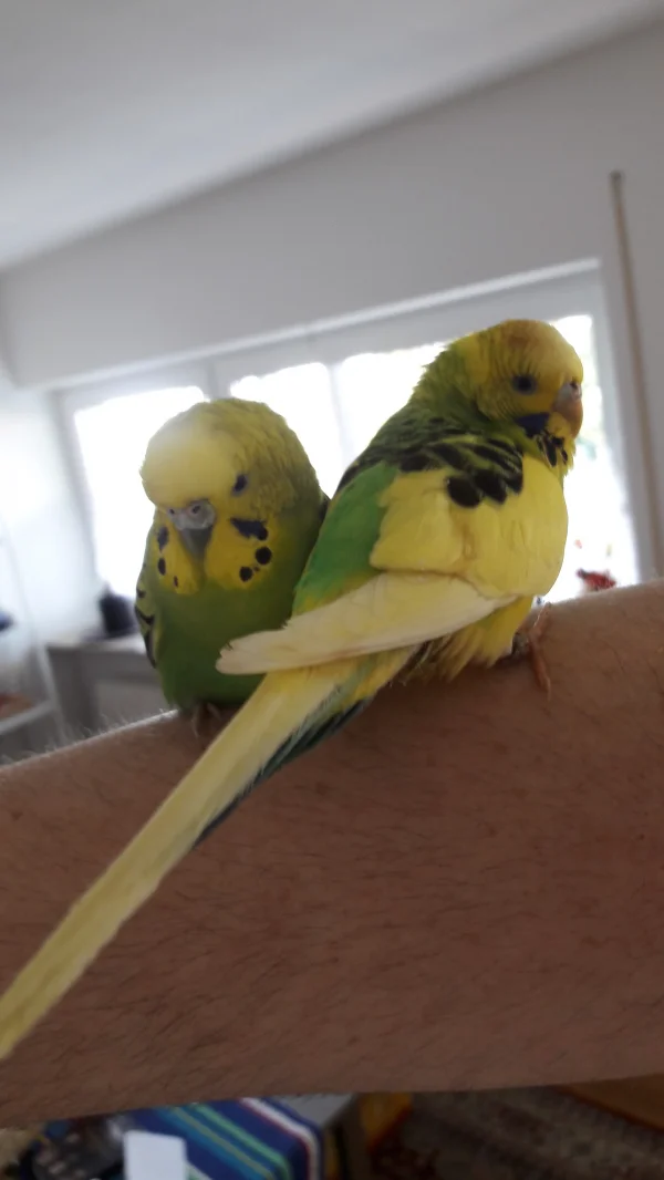 Wellensittich-Bild: Missy und Bonny ruhen sich auf dem Arm aus.