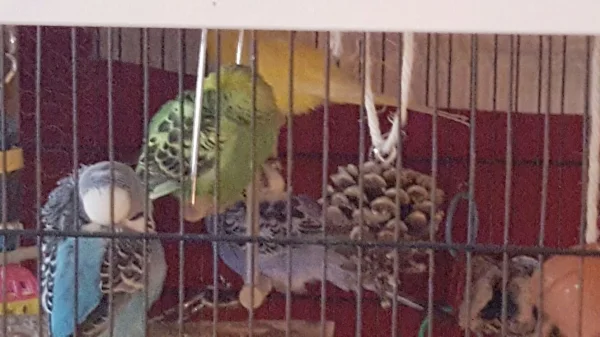 Wellensittich-Bild: Bonny, Sunny, Richie und Boykie machen ein Nickerchen