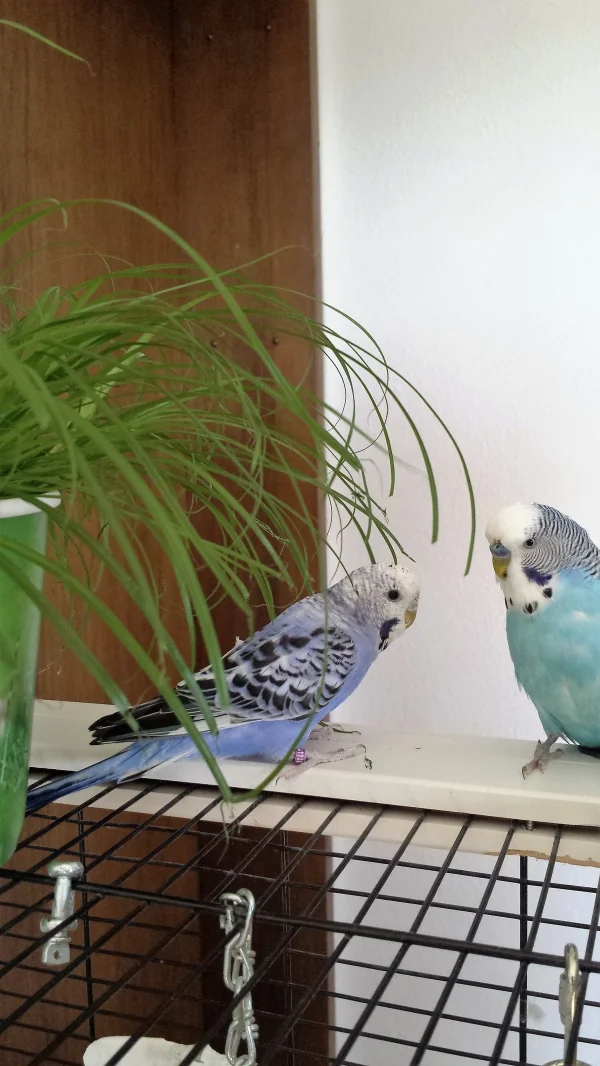 Wellensittich-Bild: Richie und Boykie schauen in die Kamera