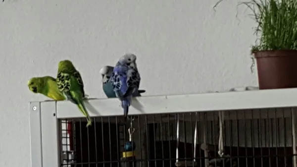Wellensittich-Bild: Besprechung von Riechie, Missy, Bonny und Boykie