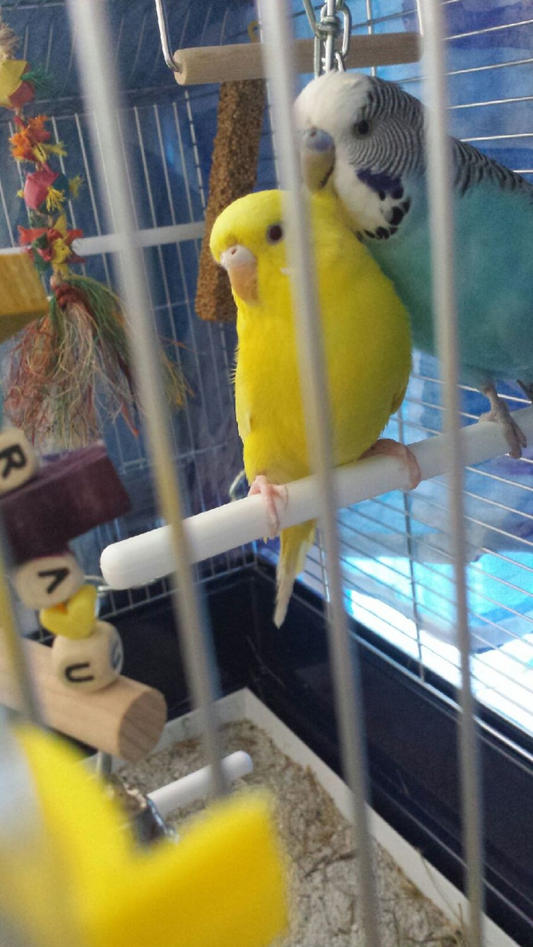 Sunny
