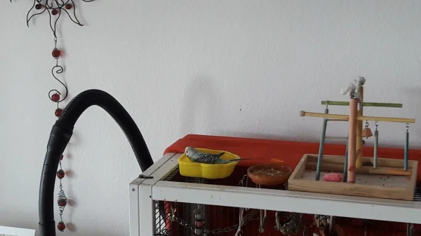 Wellensittich-Bild: Heute ist Badetag