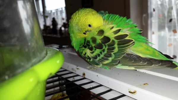 Wellensittich-Bild: Bonnie und ihr Schönheitschalf