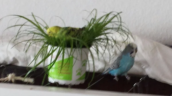 Wellensittich-Bild: Ich verstecke mich vor Boykie, mal sehen ob er mich findet.