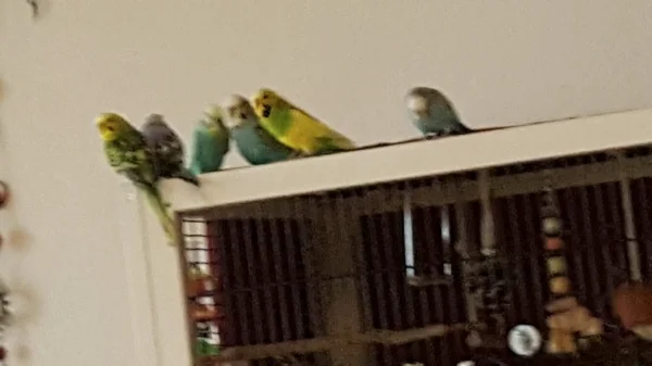 Wellensittich-Bild: Bonny, Richie, Boykie, Missy fliegen und sitzen mit Bubi und Kikki