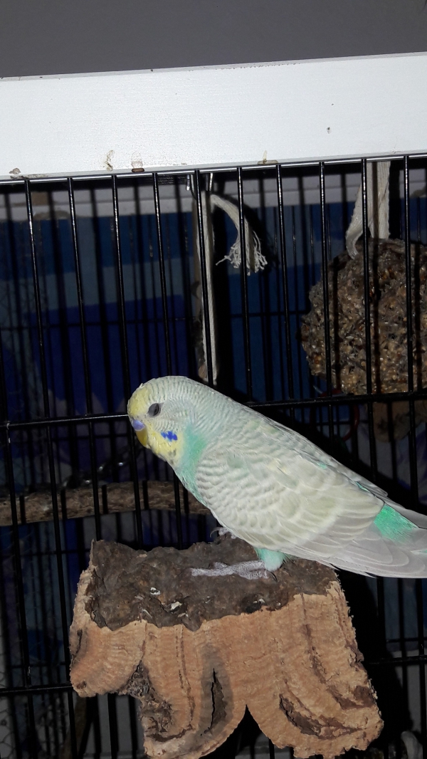 Tiki