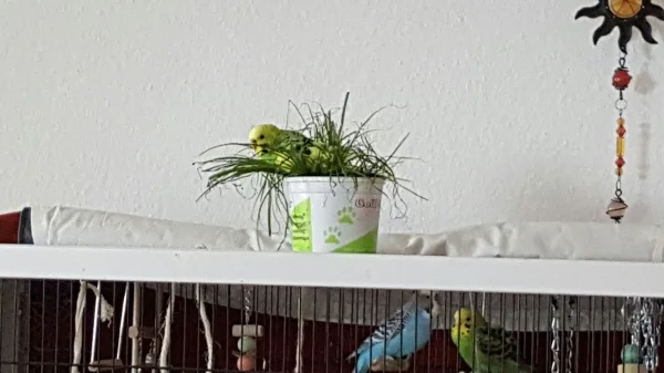 Wellensittich-Bild: ganz gemütlich hier