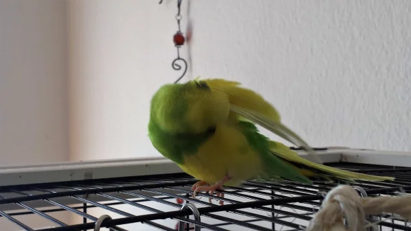 Wellensittich-Bild: Da juckt es mich