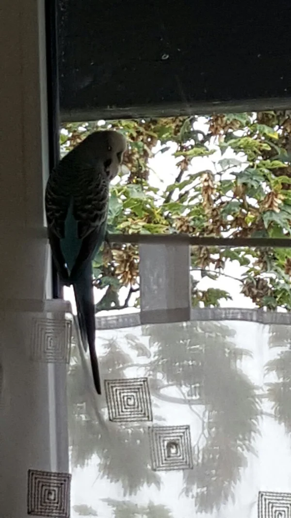 Wellensittich-Bild: Schaue ein wenig aus dem Fenster, ob ich andere Vögel sehe.