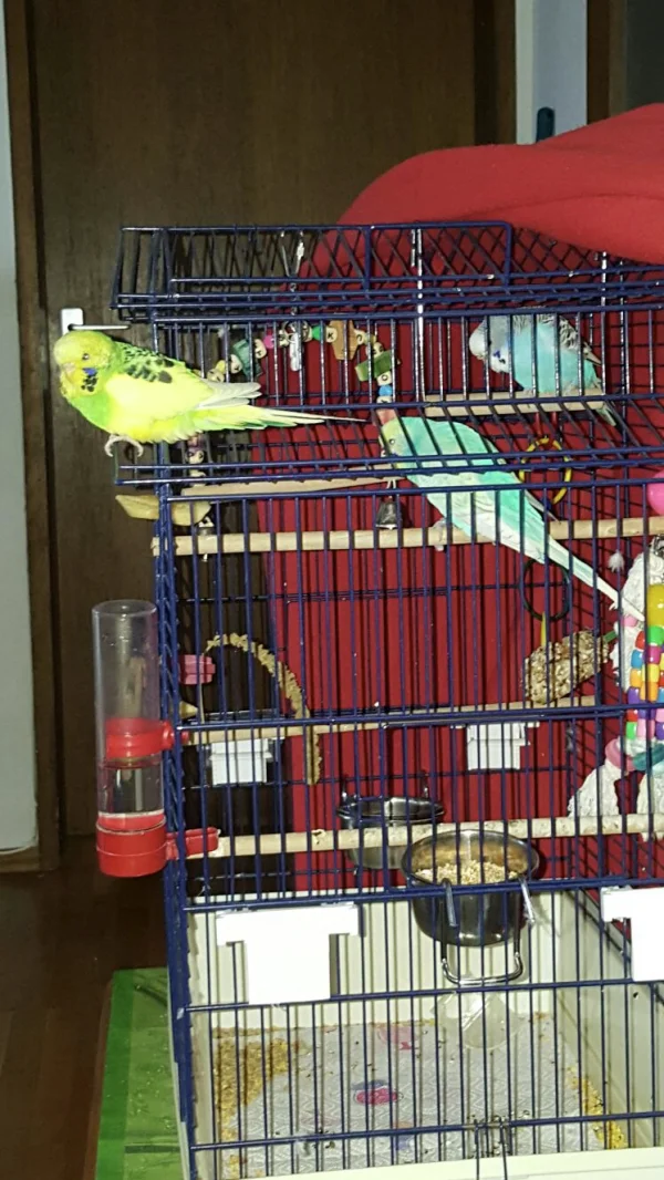 Wellensittich-Bild: Missy besucht Kikki und Bubi und stellt sich vor
