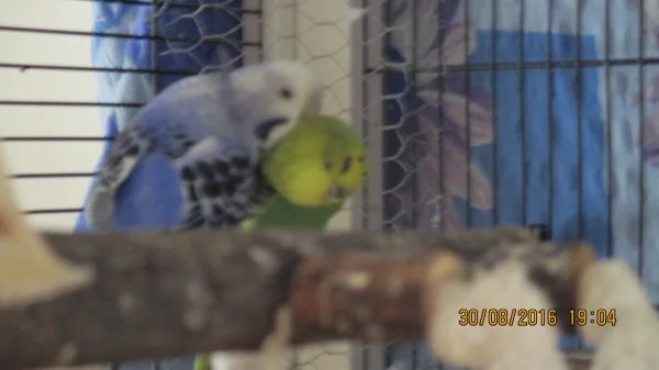 Wellensittich-Bild: Richie und Bonny