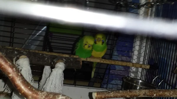 Wellensittich-Bild: Bonny kuschelt mit Missy
