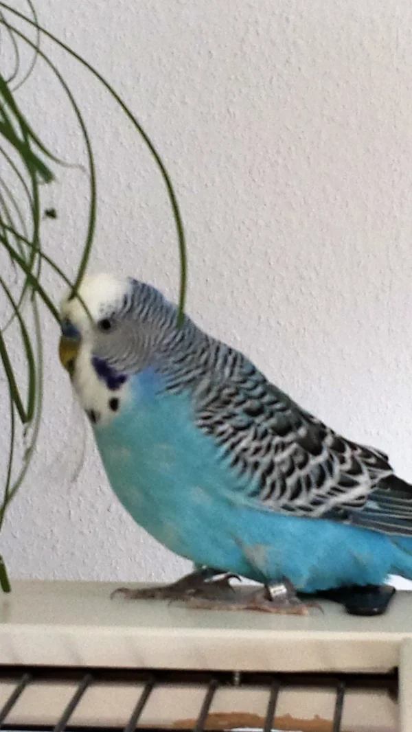 Wellensittich-Bild: Boykie hat Gras entdeckt
