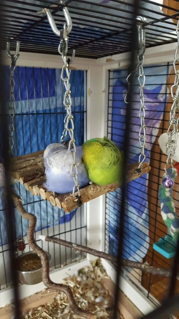 Wellensittich-Bild: Bonny und Richie schlafen eng aneinander gekuschelt
