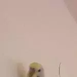 erster Freiflug