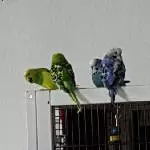 Gruppen chillen