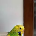 Profil Missy