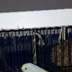 Tiki chillt