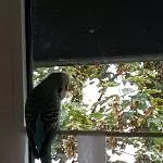 andere Vögel sehen