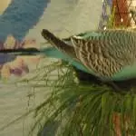 mein Gras