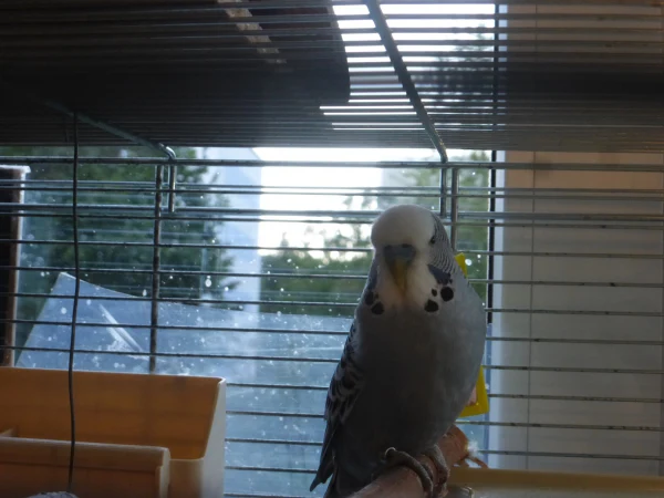 Wellensittich-Bild: Hier bin ich zu Hause