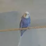 Ich (Bazi) warte hier auf  Bubu