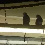 Lieblingsplatz auf der Lampe