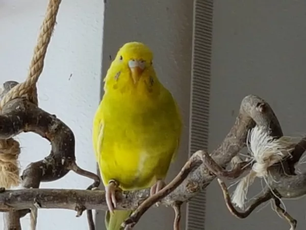Wellensittich-Bild: Zitrönchen von der Rasselbande aus Kaufungen