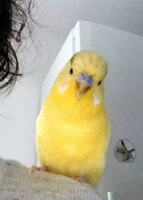 Wellensittich-Bild: Mein verschmuster Oskar und auch noch ein perfektes Fotomodel dazu. 
