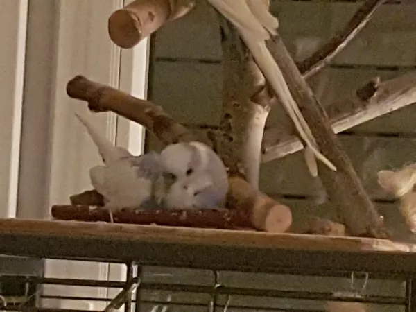 Wellensittich-Bild: Knut von der Kaufunger Rasselbande
Einmal ausruhen und alles beobachten.
