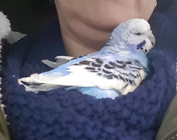 Wellensittich-Bild: Die Kleine hatte es nicht leicht in ihrem Leben. Aber sie war sooooo lieb. 