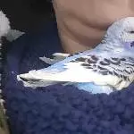 Emma auf dem Weg zum Tierarzt