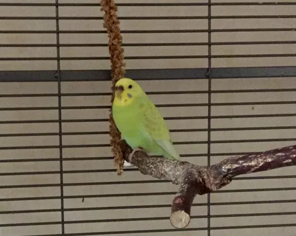 Wellensittich-Bild: Das ist mein neuer Welli, die seit gestern bei mir wohnt. =D
