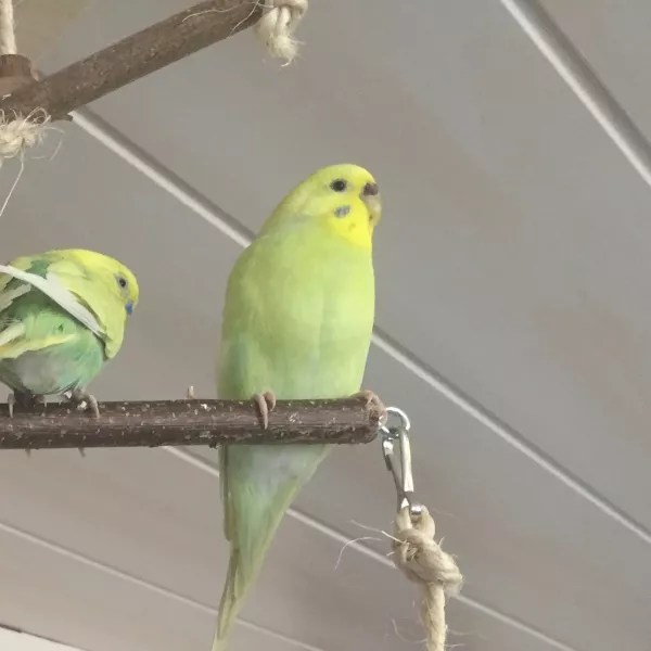 Wellensittich-Bild: auf dem Vogelbaum