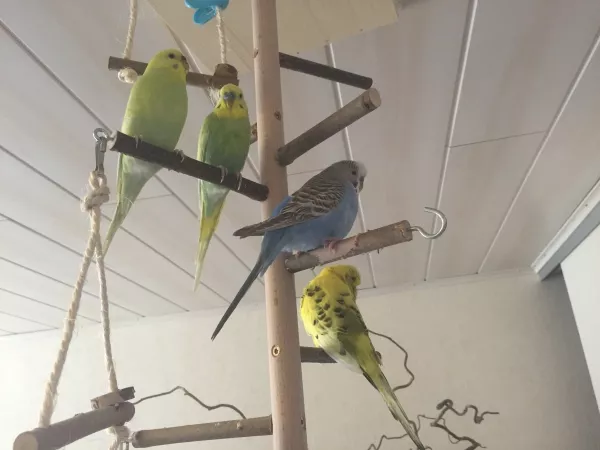 Wellensittich-Bild: Maus, Wachtel, Schmuser und Wuschel auf dem Vogelbaum