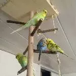 Chillen auf dem Vogelbaum