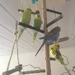 Auf dem Vogelbaum