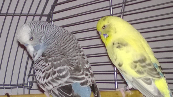 Wellensittich-Bild: Zeref (links) und Tepex (rechts) sind zwei meiner ersten Wellensittiche. Beide sind bereits verstorben, bleiben jedoch immer in meinem Herzen genau so wie Marco, von dem ich leider kein Bild habe. Tepex hatte, auch wenn sie die Henne war, immer die Hosen an und den anderen Beiden gesagt wo es lang geht. Sie war ein wahres Energiebündel im Gegensatz zu Zeref, der eher schwerfällig war und mehr durch die Luft taumelte als das er flog. Marco war die Mitte der Beiden eben genannten. Nicht ganz so spritzig wie Tepex aber immer bemüht ihr im Flug zu folgen und der beste Krauelpartner, den Zeref sich wünschen konnte. 
