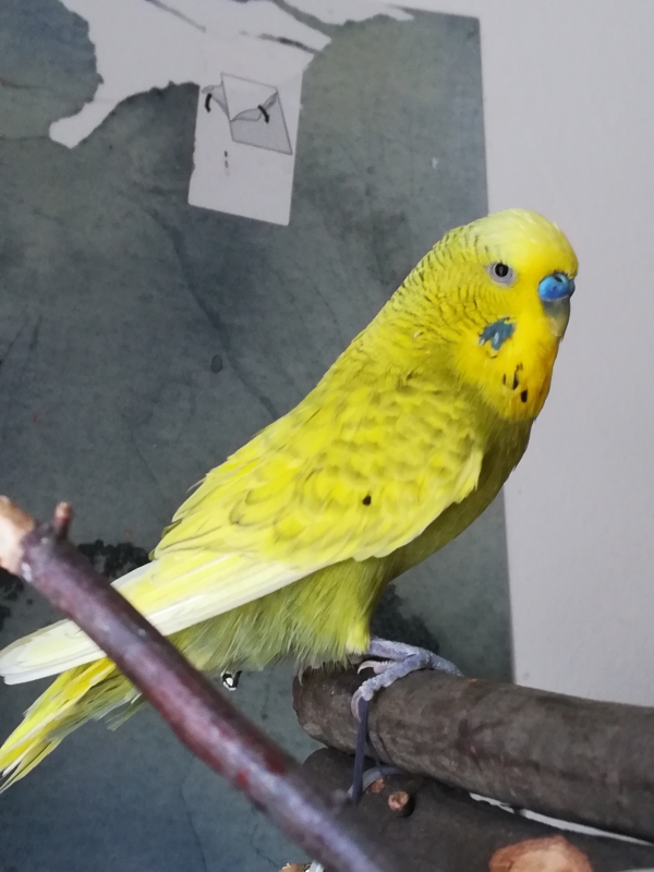 Keiko