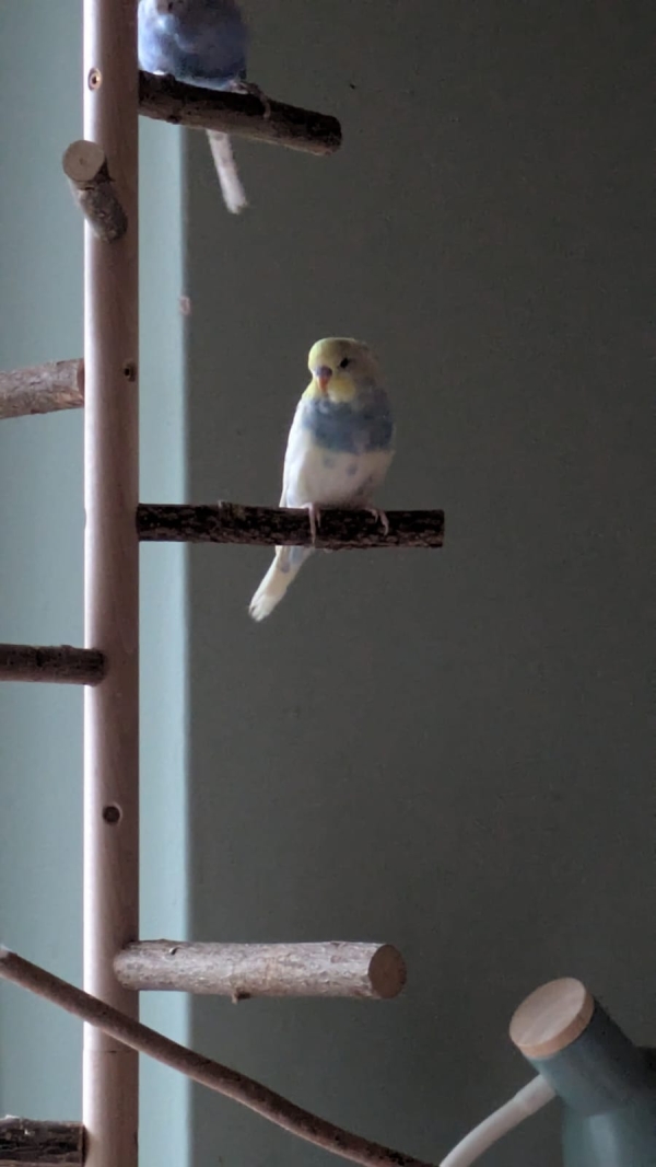 Isko