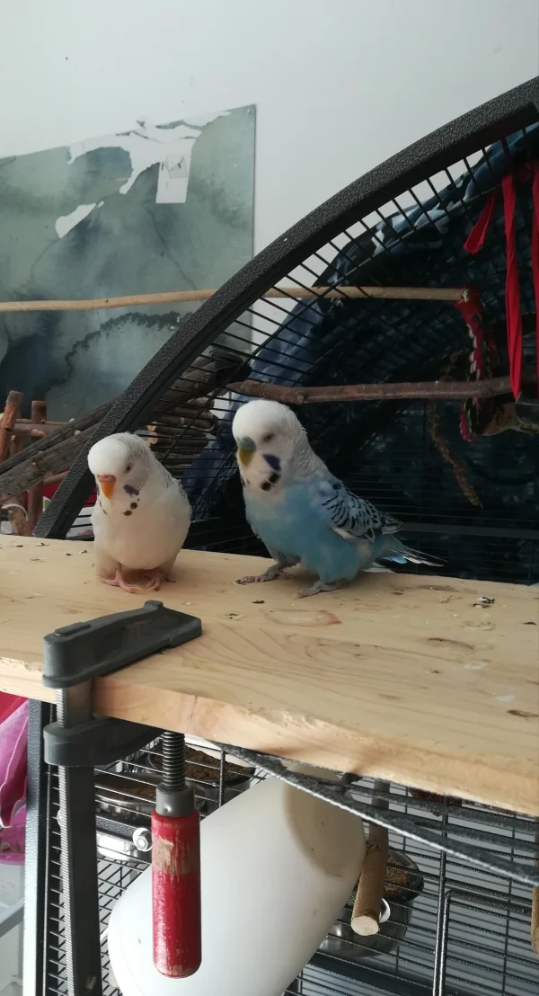 Wellensittich-Bild: Niro und Tori ! ein Herz und eine Seele! große liebe <3